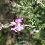 Satureja thymbra Flower