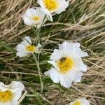 Ranunculus pyrenaeus Çiçek