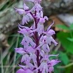 Orchis olbiensis Flower