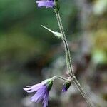 Soldanella villosa Other