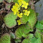 Epimedium alpinumŽiedas