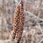 Alnus serrulata Flor