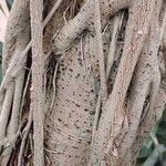 Ficus lutea Casca