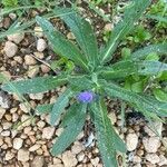 Echium sabulicola Liść