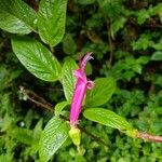 Centropogon talamancensis Flor