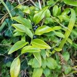 Sarcococca confusa Habitus