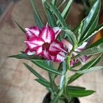 Adenium multiflorum Цвят