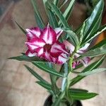 Adenium multiflorum Virág