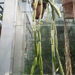 Cissus cactiformis 整株植物