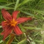 Hemerocallis minor ᱵᱟᱦᱟ