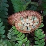 Polystichum braunii Blad