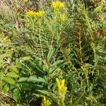 Senecio ovatusFlower