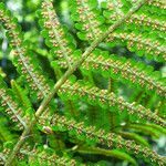 Dryopteris filix-mas ഫലം