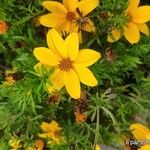 Coreopsis verticillataKvět