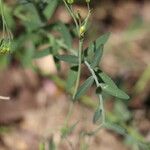 Linum maritimum Feuille