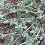 Heliotropium bacciferum Hoja