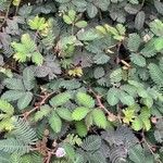 Mimosa pudicaLeht