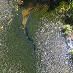 Elodea densa 整株植物