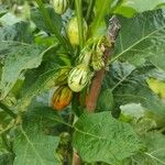 Solanum aethiopicum Fruit