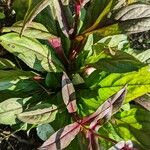 Penstemon digitalis Leaf