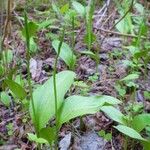 Ophioglossum vulgatum Feuille