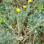 Hertia cheirifolia Habitus