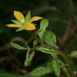 Ludwigia affinis Anders