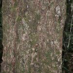 Sideroxylon borbonicum Kabuk