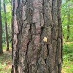 Pinus echinata Bark