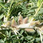 Astragalus trigonus Plod