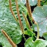 Plantago major Fruto