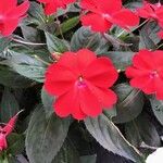 Impatiens wallerianaFlower