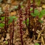 Orobanche hederae Flower