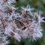 Eupatorium cannabinumഫലം