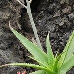 Aloe arborescens Corteza
