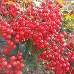 Nandina domestica Fruit