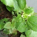 Ageratum conyzoidesFrunză