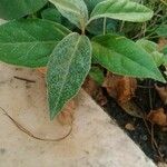 Elaeagnus macrophylla Leaf