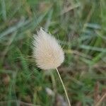 Lagurus ovatus Fleur