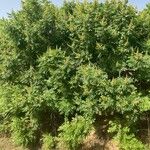 Rhus coriaria Облик