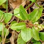 Orthilia secunda Leaf