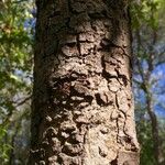 Commiphora mollis Casca