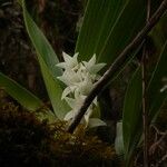 Angraecum bracteosum Fleur