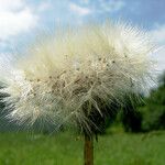 Taraxacum rubicundum Mbuma