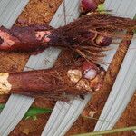 Sclerosperma mannii Frucht