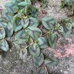 Persicaria capitata Blad