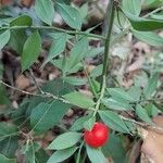 Ruscus aculeatusПлод