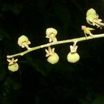 Croton billbergianus Ovoce