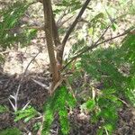 Vachellia cornigera Corteza