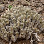 Euphorbia handiensis Altro